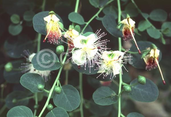 White blooms; Evergreen