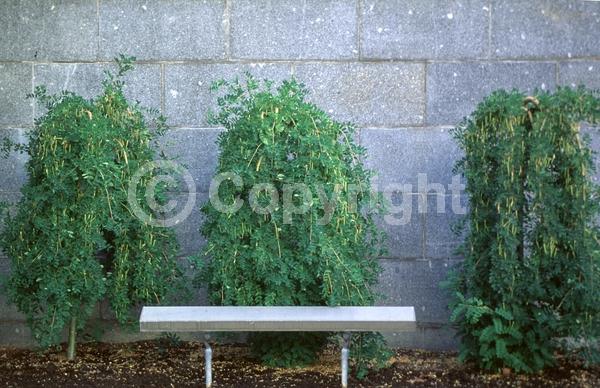 Yellow blooms; Deciduous