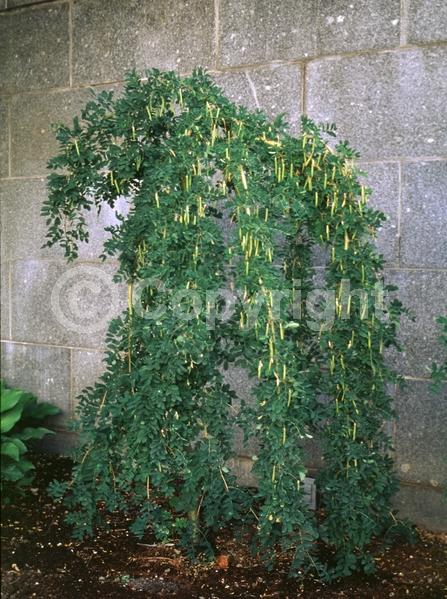 Yellow blooms; Deciduous