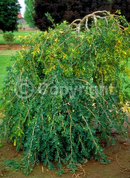 Yellow blooms; Deciduous