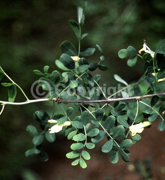 Yellow blooms; Deciduous