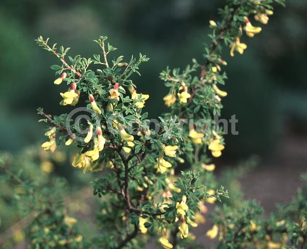 Yellow blooms; Deciduous