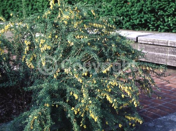 Yellow blooms; Deciduous