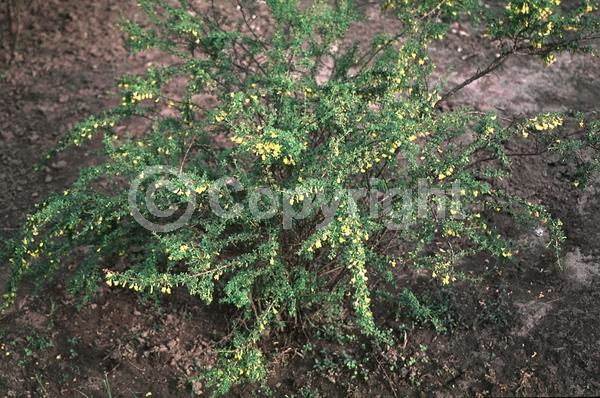 Yellow blooms; Deciduous