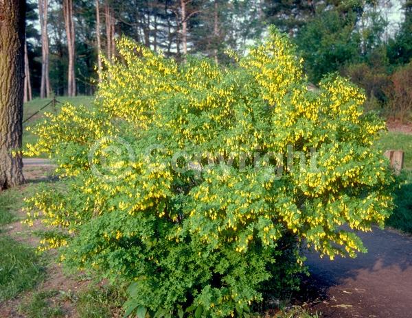 Yellow blooms; Deciduous