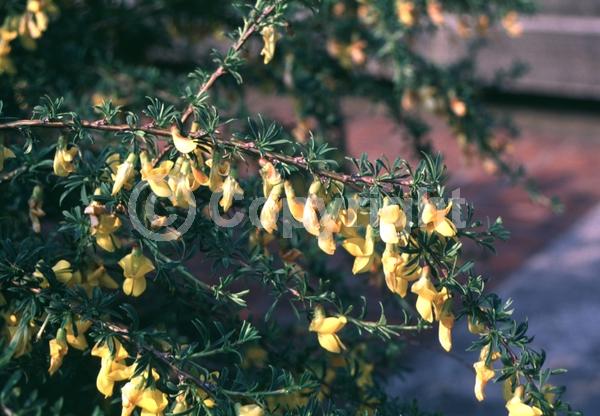 Yellow blooms; Deciduous
