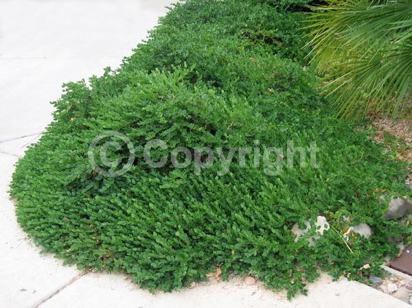 White blooms; Evergreen; Needles or needle-like leaf