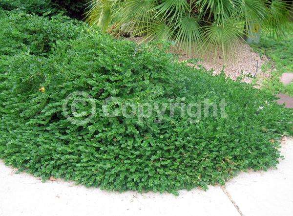 White blooms; Evergreen; Needles or needle-like leaf