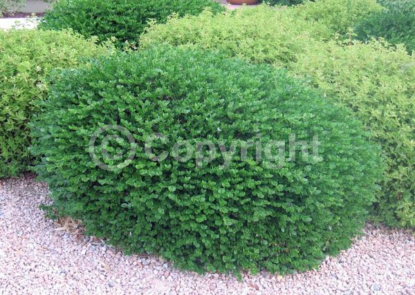 White blooms; Evergreen; Needles or needle-like leaf