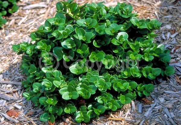 White blooms; Evergreen; Needles or needle-like leaf