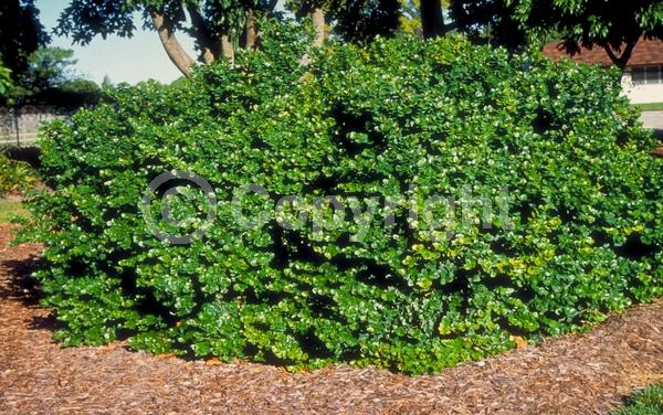 White blooms; Evergreen; Needles or needle-like leaf