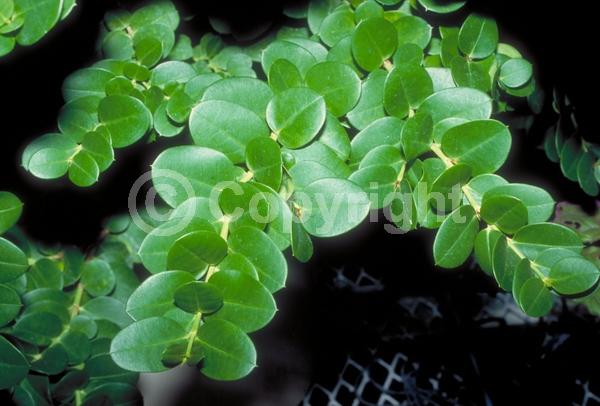 White blooms; Evergreen; Needles or needle-like leaf