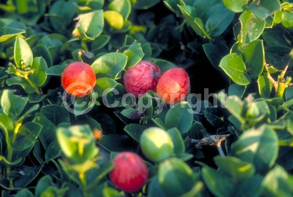 White blooms; Evergreen; Needles or needle-like leaf