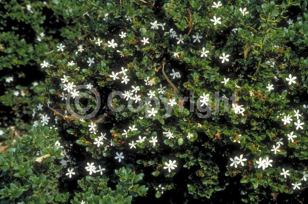 White blooms; Evergreen; Needles or needle-like leaf