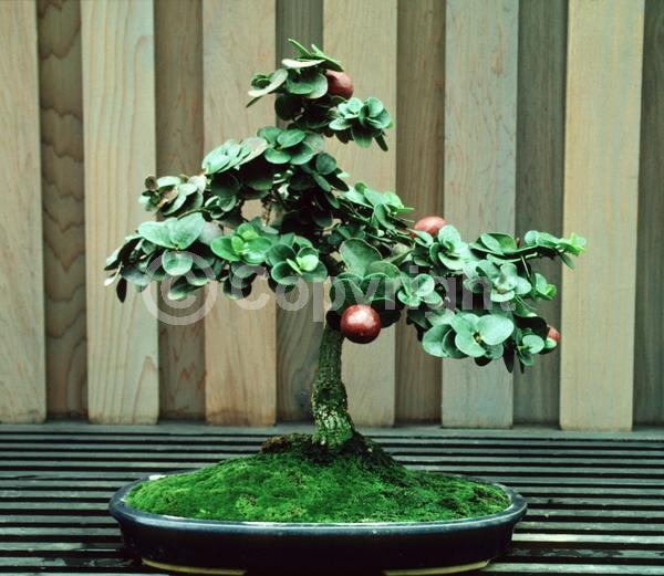 White blooms; Evergreen; Needles or needle-like leaf