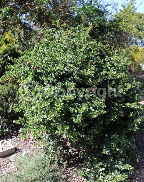 White blooms; Evergreen; Needles or needle-like leaf