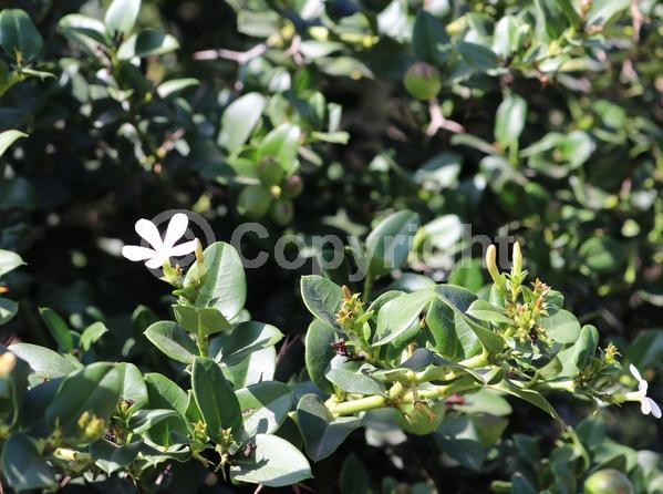 White blooms; Evergreen; Needles or needle-like leaf