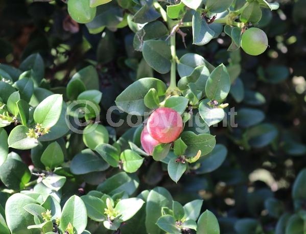 White blooms; Evergreen; Needles or needle-like leaf