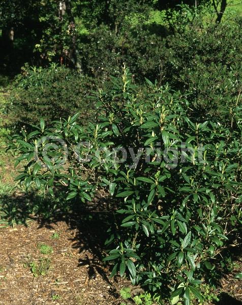 White blooms; Broadleaf; North American Native