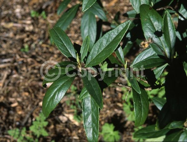 White blooms; Broadleaf; North American Native