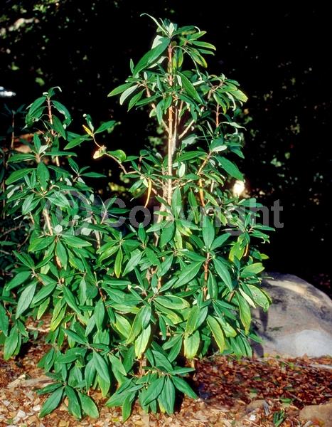 White blooms; Broadleaf; North American Native
