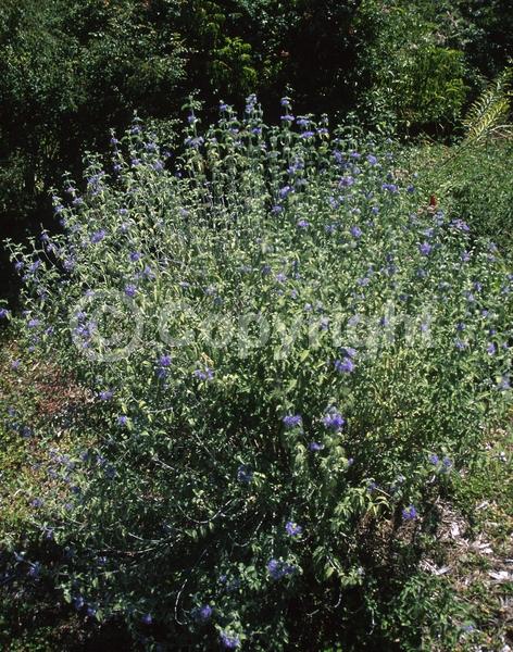 Blue blooms; White blooms; Deciduous; Broadleaf