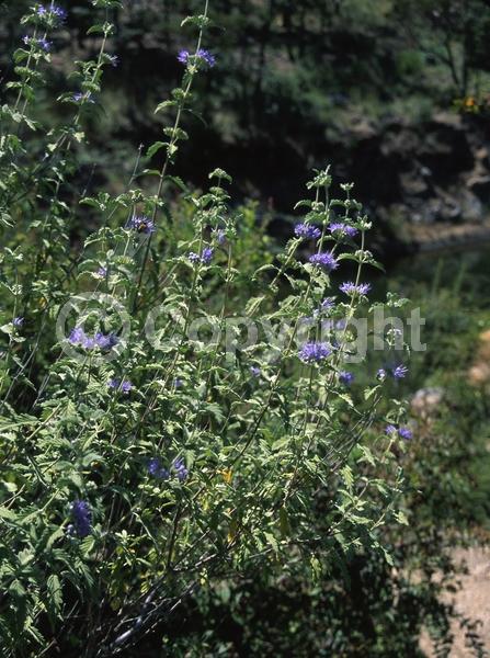 Blue blooms; White blooms; Deciduous; Broadleaf