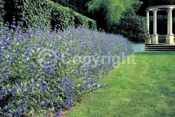 Blue blooms; Purple blooms; Deciduous; Broadleaf