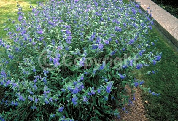 Blue blooms; Purple blooms; Deciduous; Broadleaf