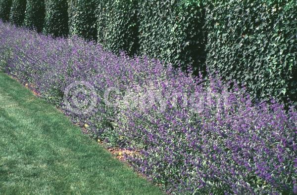 Blue blooms; Purple blooms; Deciduous; Broadleaf