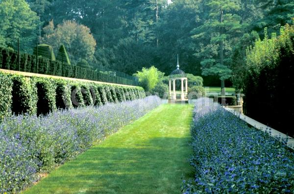 Blue blooms; Purple blooms; Deciduous; Broadleaf