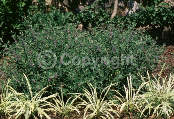 Blue blooms; Deciduous