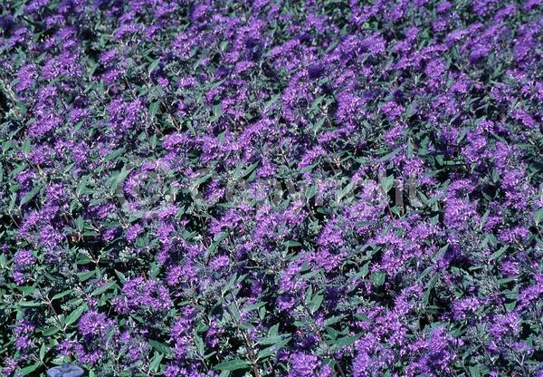 Blue blooms; Deciduous