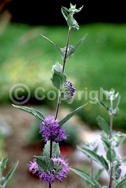 Blue blooms; Deciduous