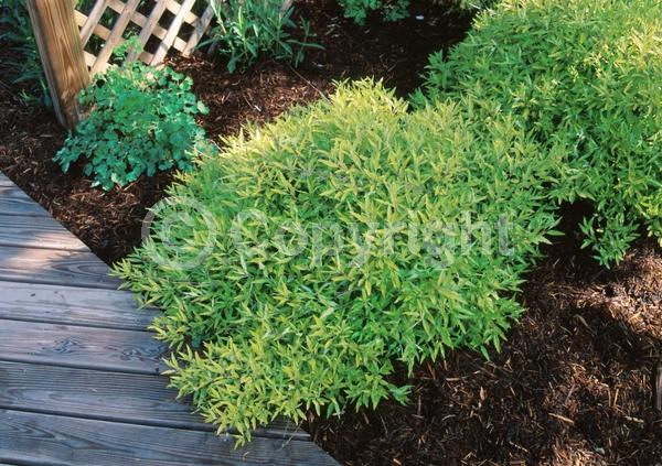 Blue blooms; Deciduous; Broadleaf