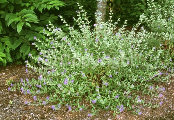Blue blooms; Deciduous; Broadleaf