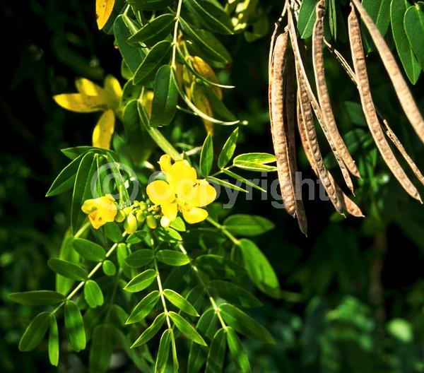 Yellow blooms; Evergreen; Needles or needle-like leaf; North American Native
