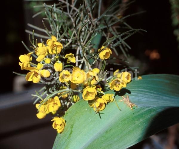 Yellow blooms; Semi-evergreen