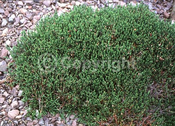 White blooms; Evergreen; North American Native