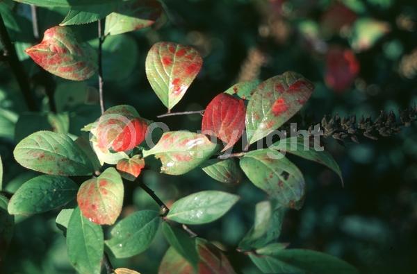 White blooms; Evergreen; Broadleaf; North American Native