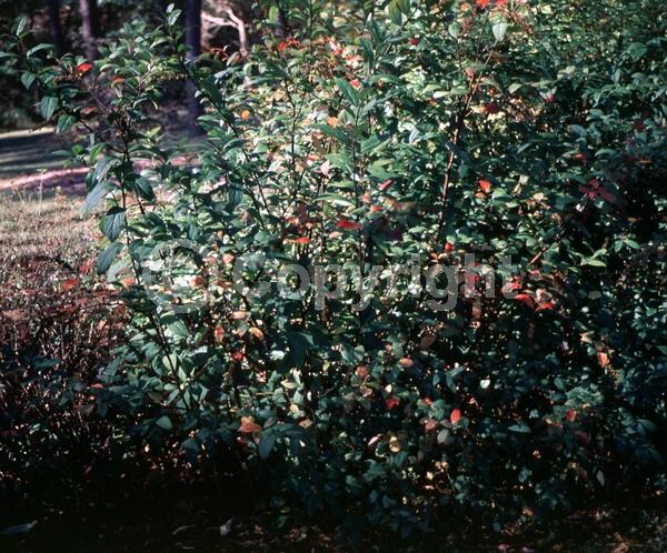 White blooms; Evergreen; Broadleaf; North American Native