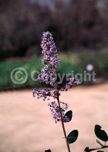 Blue blooms; Evergreen; North American Native