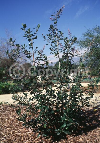 Blue blooms; Evergreen; North American Native