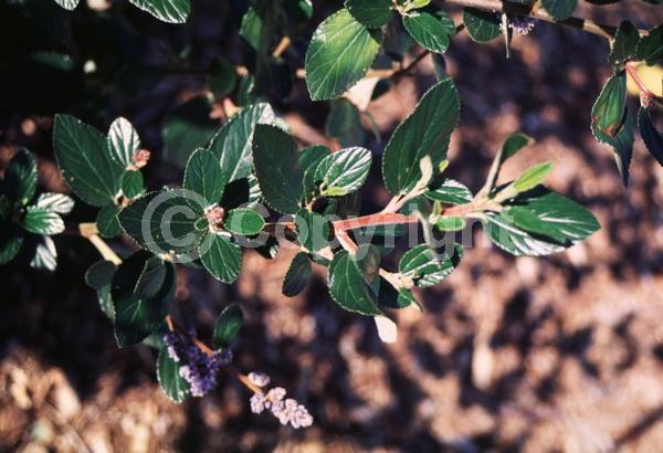 Blue blooms; Evergreen; North American Native