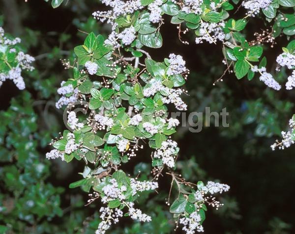 Blue blooms; Evergreen; North American Native