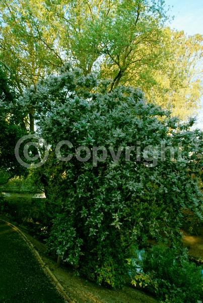 Blue blooms; Evergreen; North American Native