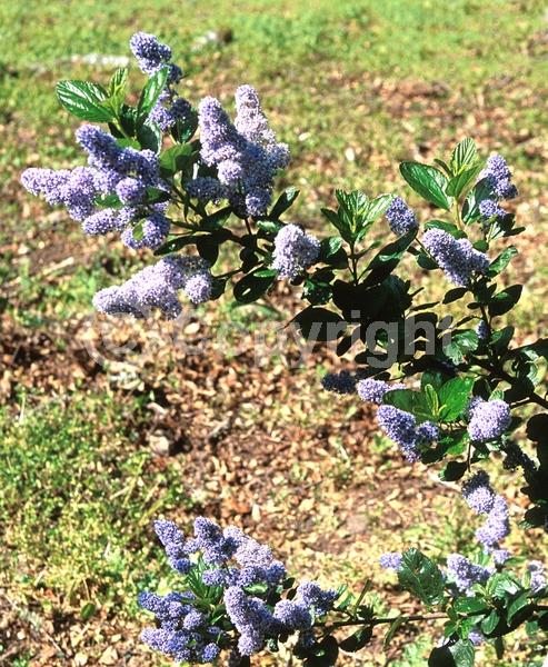 Blue blooms; Evergreen; North American Native