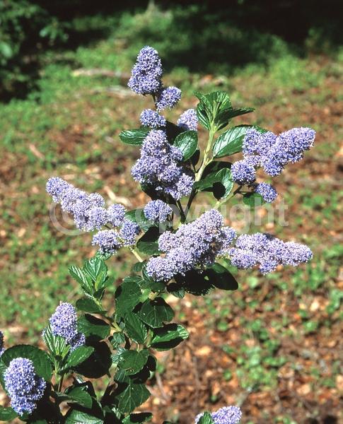 Blue blooms; Evergreen; North American Native