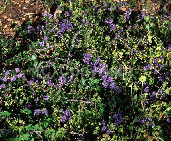 Blue blooms; White blooms; Lavender blooms; Evergreen; North American Native