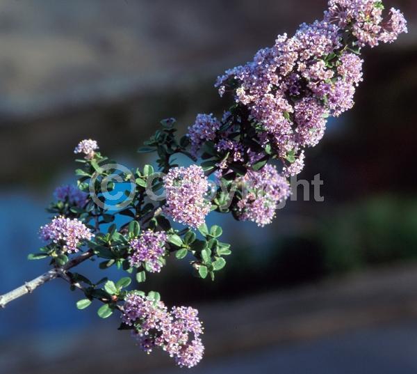 Blue blooms; White blooms; Lavender blooms; Evergreen; North American Native